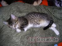 Getigerter Kater mit weissen Flecken