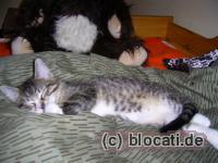 Kleiner getigerter Kater mit weißem Bauch