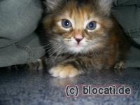 Norwegische Waldkatze Mischlings-Baby Tricolor