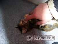 Tricolor Baby Norwegische Waldkatze