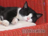Schwarz-weisser Kater schläft