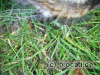 Katze mit Beute - eine Libelle