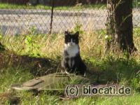 Kater sitzt in der Sonne