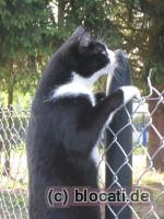 Katze erklimmt Maschendrahtzaun