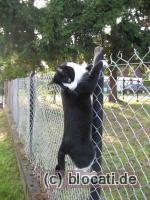 Katze hängt am Zaun