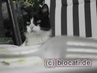 Kater Jeff wartet auf Nahrung