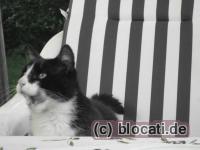 Kater Zunge