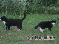 Kater und Katze - kennen wir uns