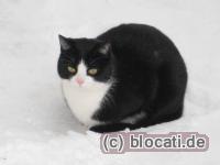 Katze im Schnee