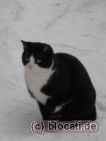 Katze im Schnee