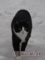 Katze im Schnee