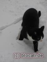 Schwarzweisse Katze im Schnee