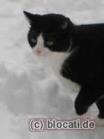 Hauskatze im Schnee