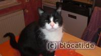 Kater hat Hunger