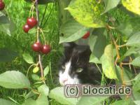 Schwarzweißer Kater Jeff