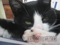 Schwarzweiße Katze Tinka