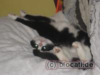 Katze Tinka streckt sich