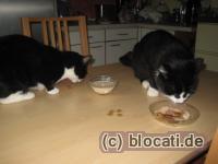 Katzenparty
