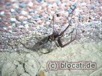 Spinne
