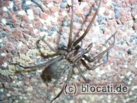 Grosse Winkelspinne 02